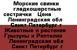 Морские свинки, гладкошерстные сестрички › Цена ­ 1 500 - Ленинградская обл., Санкт-Петербург г. Животные и растения » Грызуны и Рептилии   . Ленинградская обл.,Санкт-Петербург г.